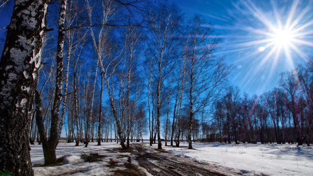 Sunny woods snow path trees free wallpaper - medium preview image