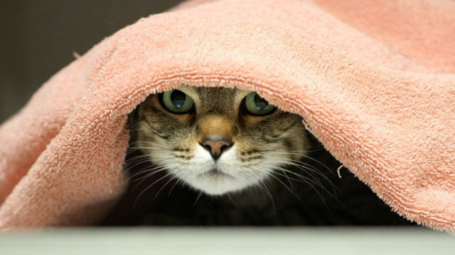 Cat peeking pink blanket black free wallpaper - medium preview image
