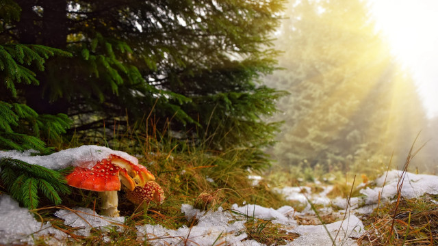 Mushroom snow forest sunshine magical free wallpaper - medium preview image