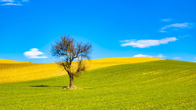Lone tree green field blue #15 free wallpaper - medium preview image