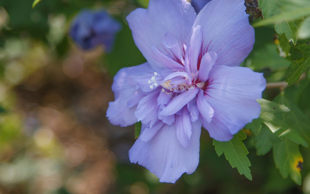 Purple flower bokeh butterfly wings free wallpaper - medium preview image