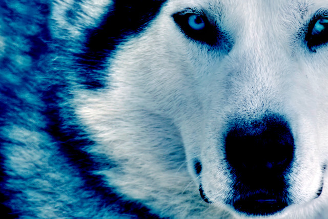 Husky blue eyes nose ring free wallpaper - medium preview image