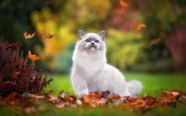 White cat autumn leaves burning free wallpaper - medium preview image