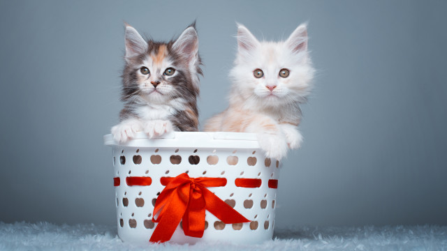 Kittens basket red bow cat free wallpaper - medium preview image