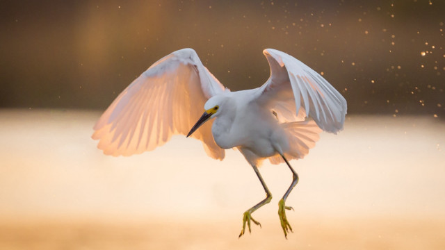 White bird wings spread moon free wallpaper - medium preview image