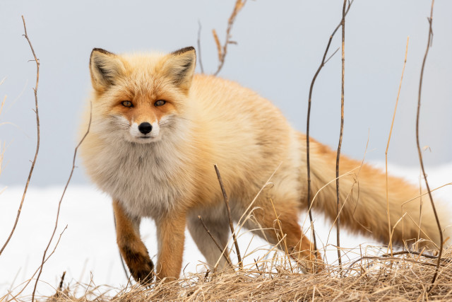 Fox snow grass outdoors utility free wallpaper - medium preview image