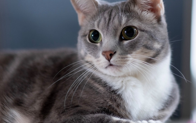 Sad cat table camera rounded free wallpaper - medium preview image