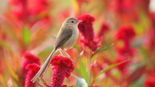Bird flower field bokeh autumn free wallpaper - medium preview image