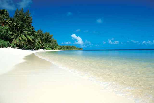 Beach palm trees ocean sand #2 free wallpaper - medium preview image