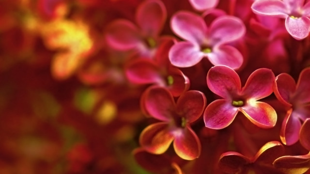 Flowers grass bokeh macro blurry #2 free wallpaper - medium preview image