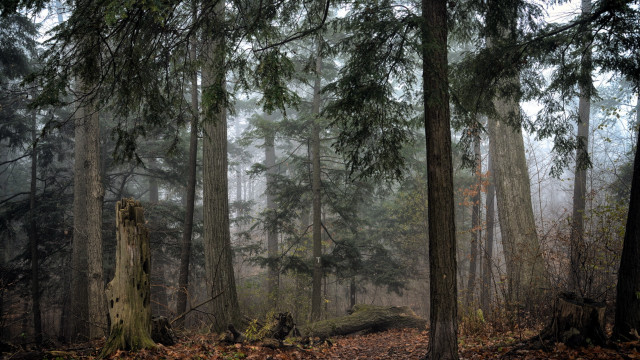 Forest fog autumn baretrees sunlight free wallpaper - medium preview image
