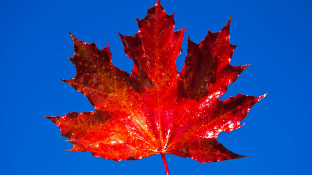 Red leaf blue sky macro free wallpaper - medium preview image