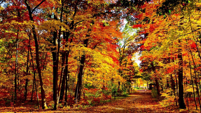 Dirt road autumn trees fall free wallpaper - medium preview image