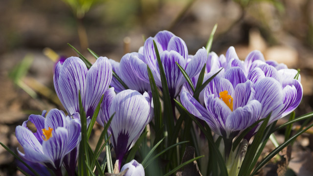 Purple flower field leaves dirt free wallpaper - medium preview image