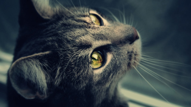 Cat yellow eyes looking up #2 free wallpaper - medium preview image