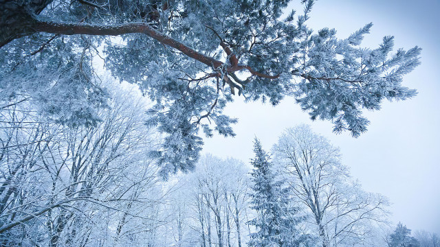Snowy forest bench under tree free wallpaper - medium preview image