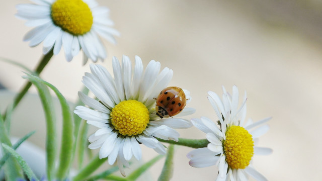 Ladybug white flower green plant free wallpaper - medium preview image