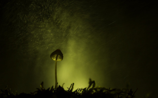 Flower lit bush night macro free wallpaper - medium preview image