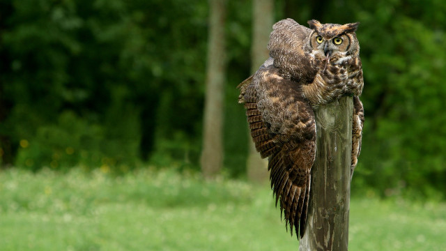 Owl perched wings spread ecological free wallpaper - medium preview image