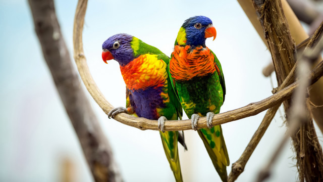 Colorful birds branch tree blurry free wallpaper - medium preview image