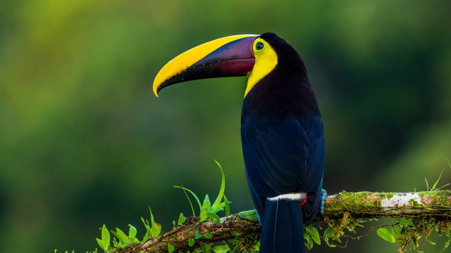 Colorful bird on branch with #2 free wallpaper - medium preview image