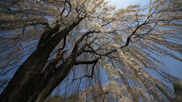 White flowered tree blue sky free wallpaper - medium preview image