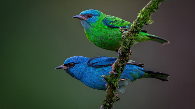 Two birds perched branch jigsaw free wallpaper - medium preview image