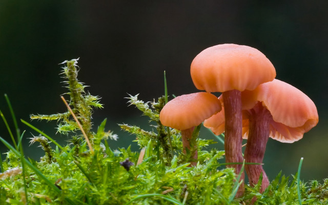 Mushrooms mossy forest nature closeup free wallpaper - medium preview image