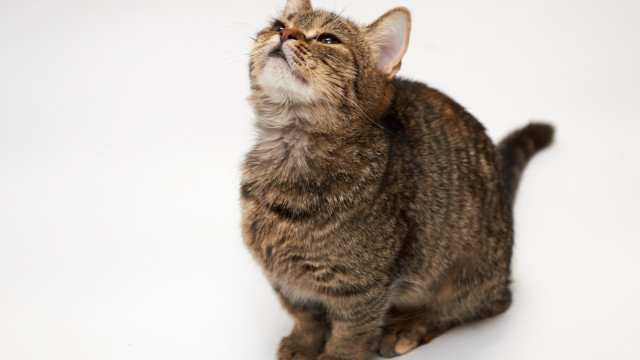 Cat looking up mouth open free wallpaper - medium preview image