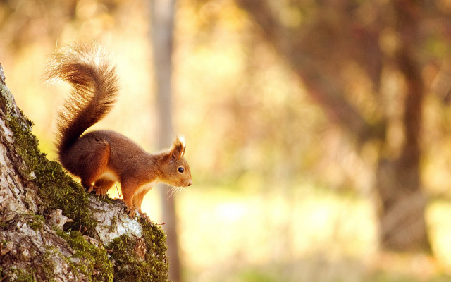 Squirrel woodland curious autumn blurry free wallpaper - medium preview image