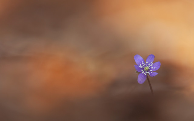 Purple flower blurry background white free wallpaper - medium preview image