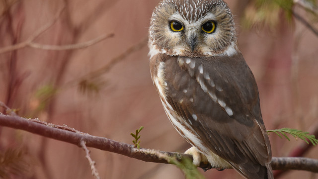 Owl branch bamboo bird yellow free wallpaper - medium preview image
