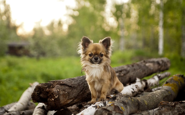 Small dog logs forest nature free wallpaper - medium preview image