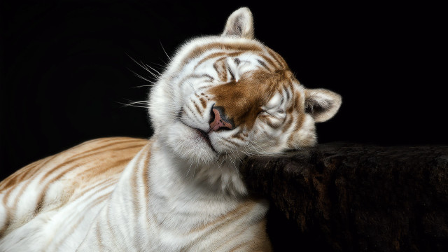 White tiger resting black surface free wallpaper - medium preview image