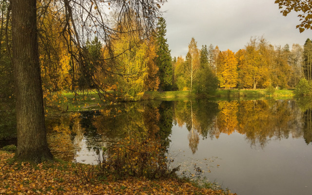Autumn lake trees leaves fall free wallpaper - medium preview image