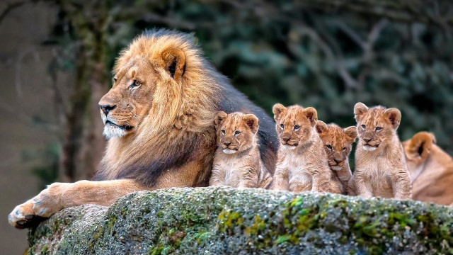 Lion cubs rock wildlife naturalism free wallpaper - medium preview image