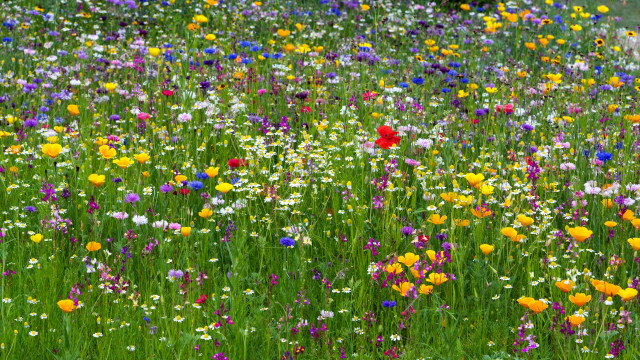 Wildflowers field red flower summer free wallpaper - medium preview image