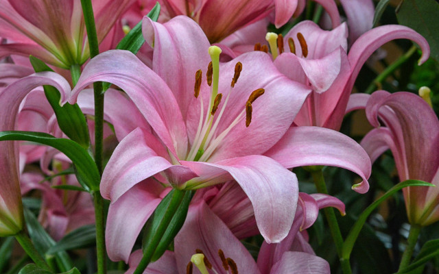 Pink flowers vase table white #2 free wallpaper - medium preview image