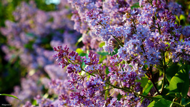 Lilac bloom macro impressionism blurry free wallpaper - medium preview image