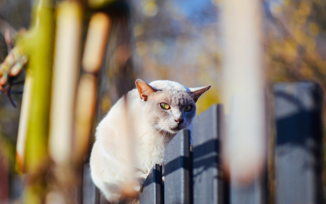 Cat fence outdoor blurry bokeh free wallpaper - medium preview image