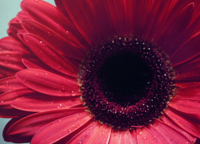 Red flower water droplets blue free wallpaper - medium preview image