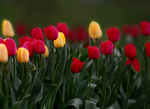 Red yellow tulips green leaves free wallpaper - medium preview image
