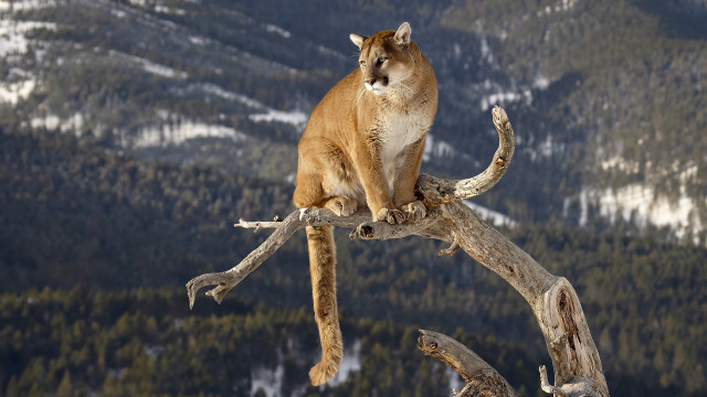 Mountain lion tree branch mountains #3 free wallpaper - medium preview image