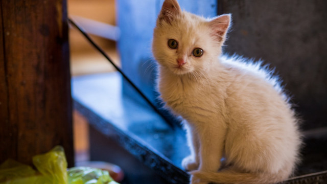 White kitten chair sad ascii free wallpaper - medium preview image