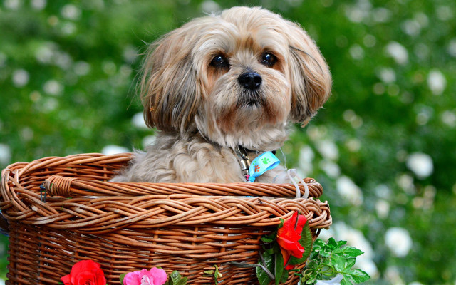 Small dog basket flower ribbon #2 free wallpaper - medium preview image
