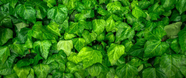 Green leaves water droplets nature #5 free wallpaper for desktop - medium preview image