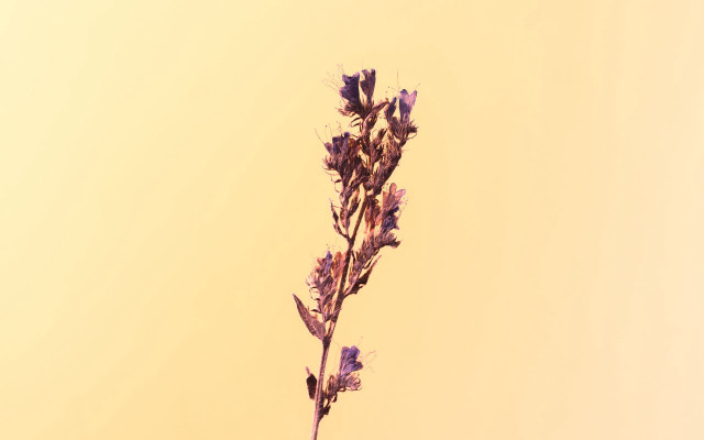 Purple flowers vase table yellow free wallpaper - medium preview image