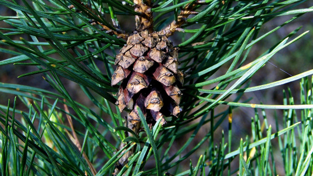 Pine cone branch needles blurry free wallpaper - medium preview image