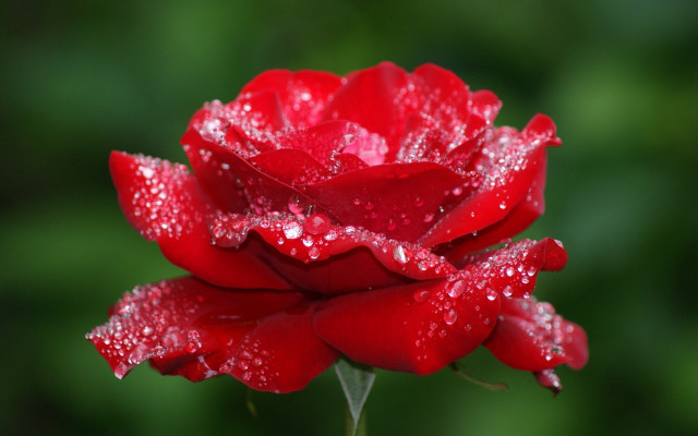 Red rose water droplets macro #40 free wallpaper - medium preview image