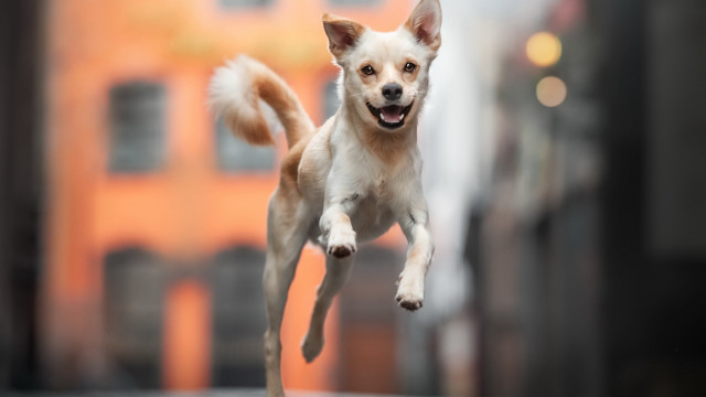 Small dog shiba inu jumping free wallpaper - medium preview image